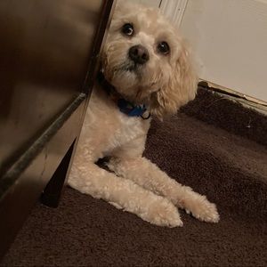 Meet your Posher, Oshauna